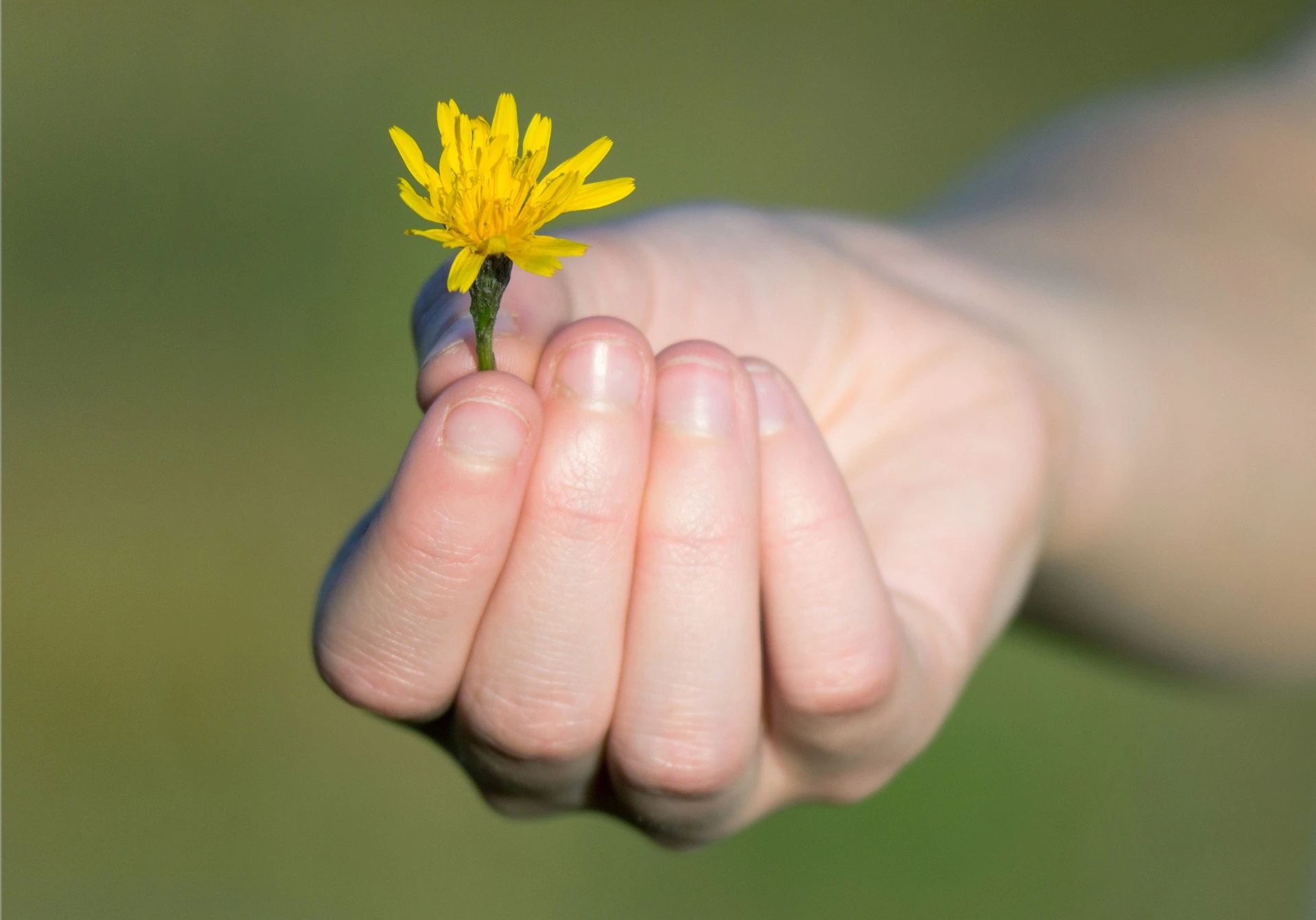 Eine Kinderhand, die eine Blume hält – ein Symbol für die kleinen, achtsamen Momente, die unser Leben bereichern.