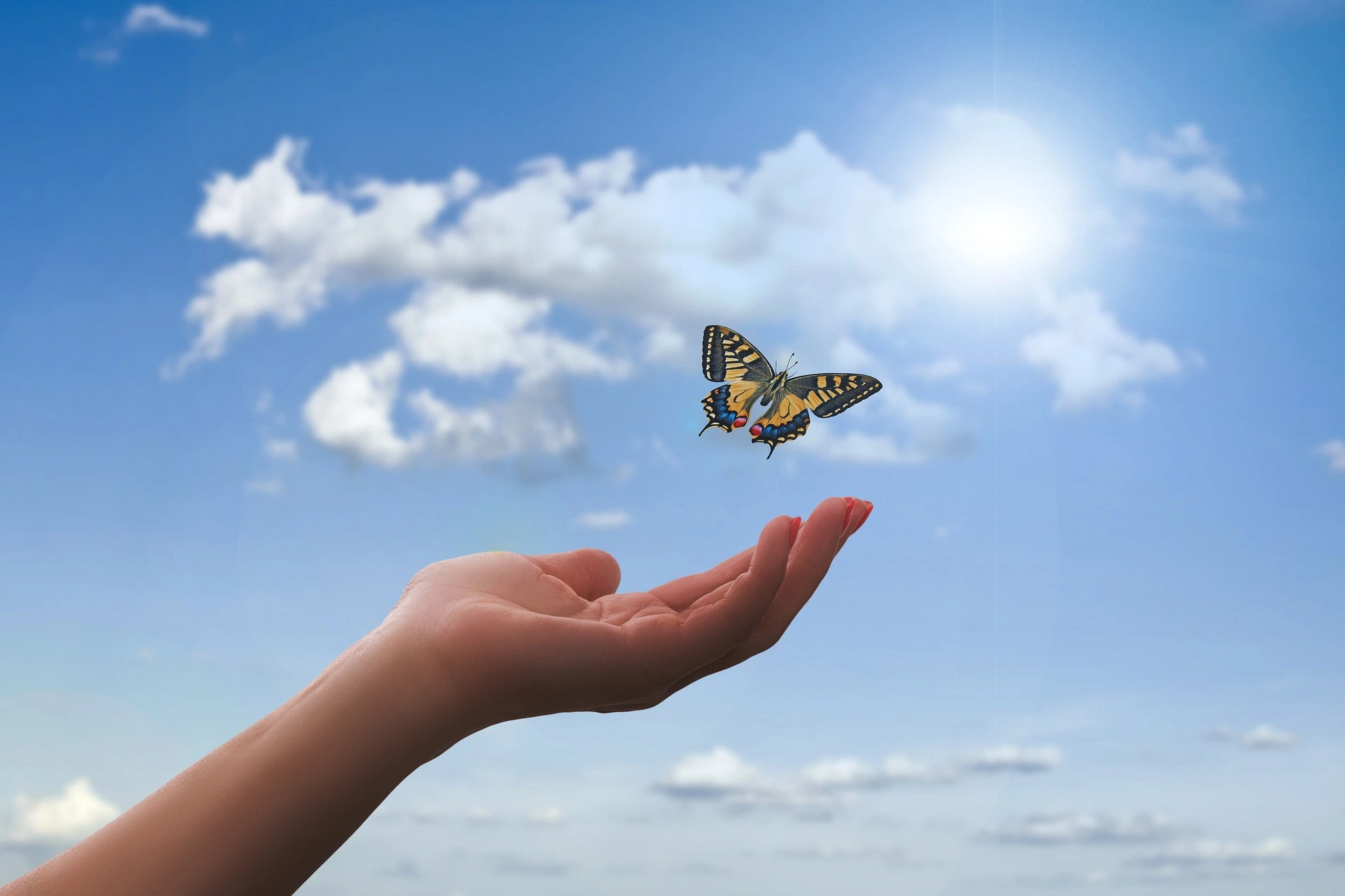 Eine Hand lässt einen Schmetterling davon fliegen.
