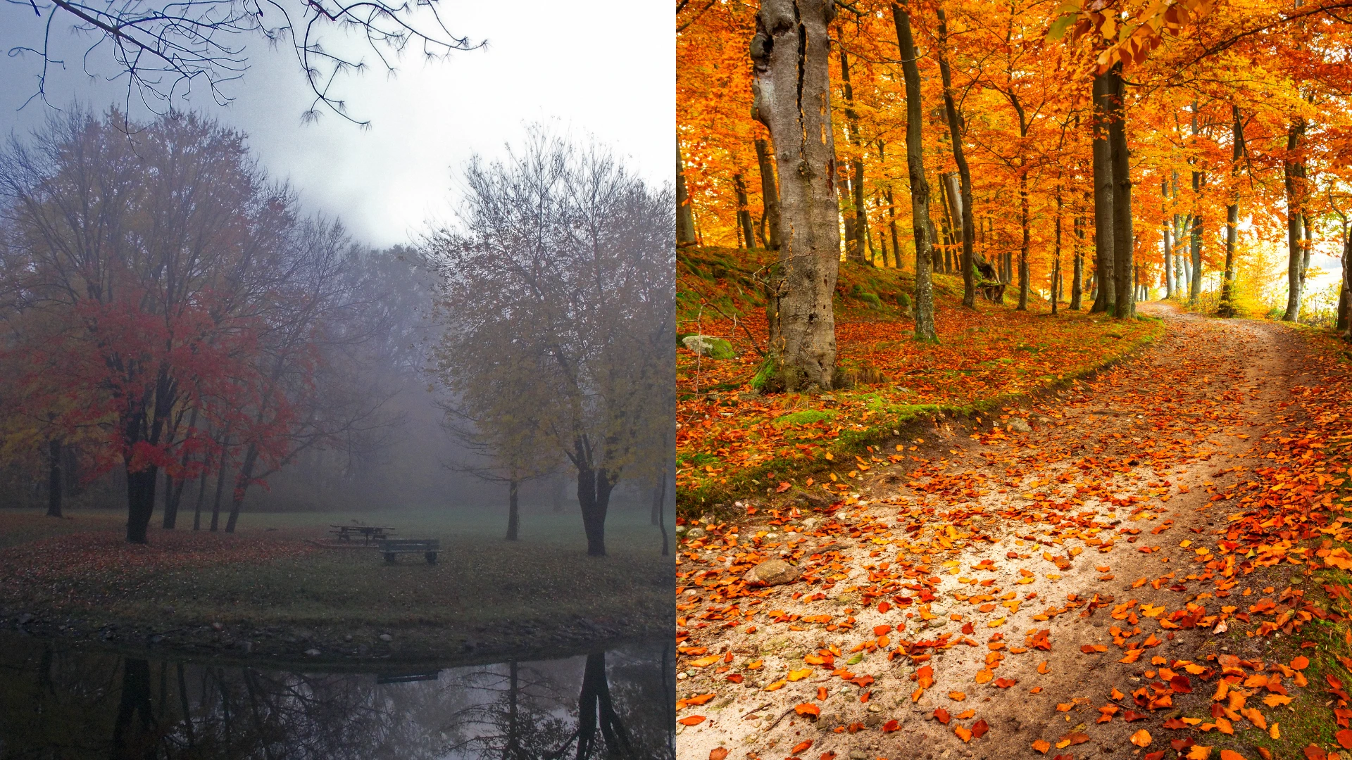 Links ein nebeliger Wald im Herbst, rechts ein goldener Herbstwald.